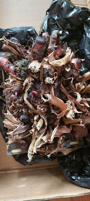 Кани- градински, многогодишни-ризоми