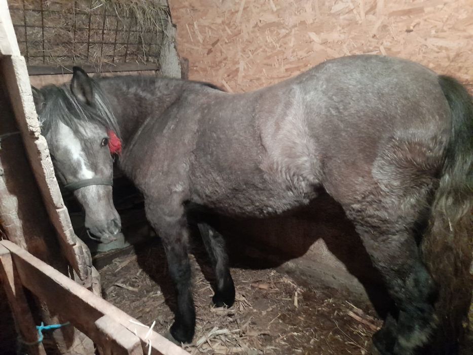 Vand manza / iapa 2 ani