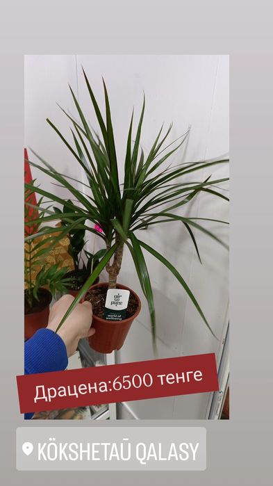 Драцена:6500 тенге