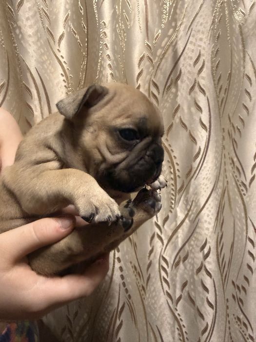 Девочки француженки