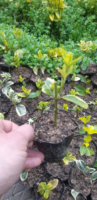 Bresklit Eyonomus shamshod kochatla sotiladi