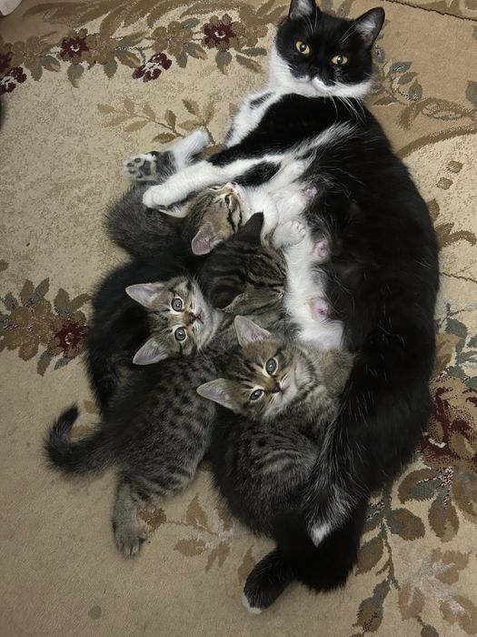 Котята ищут дом