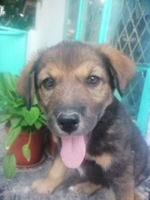 В добрые руки щенок охранник