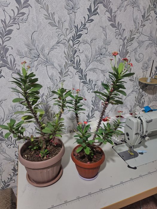 Домашние комнатные цветы продам