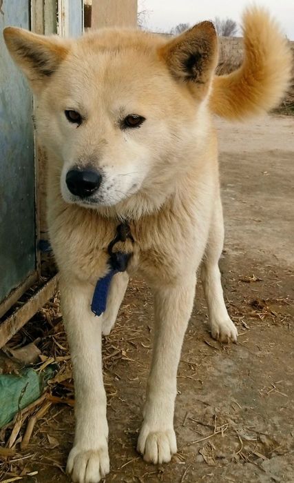 Akita sotiladi bir juft