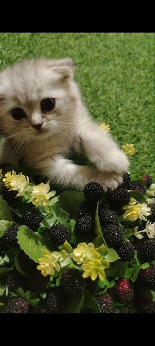 Продаются серебристые шиншиллы. Котята скотиш фолд и страйт.