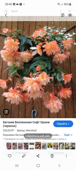 Бегонии беллеконии.