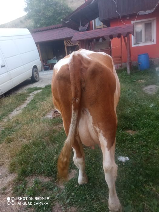 Vând vacă de patru ani