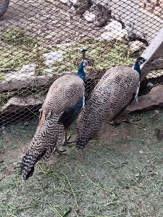 Продавам 2 мъжки пауни