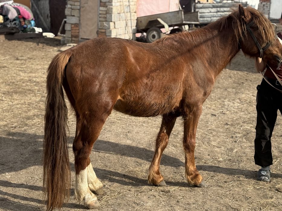 Айғыр сатылады , 5 жасар