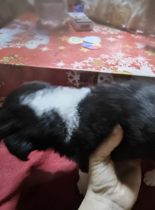 Подарявам кученце