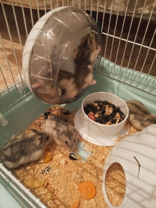 Продам Хомяков!(Джунгарики)