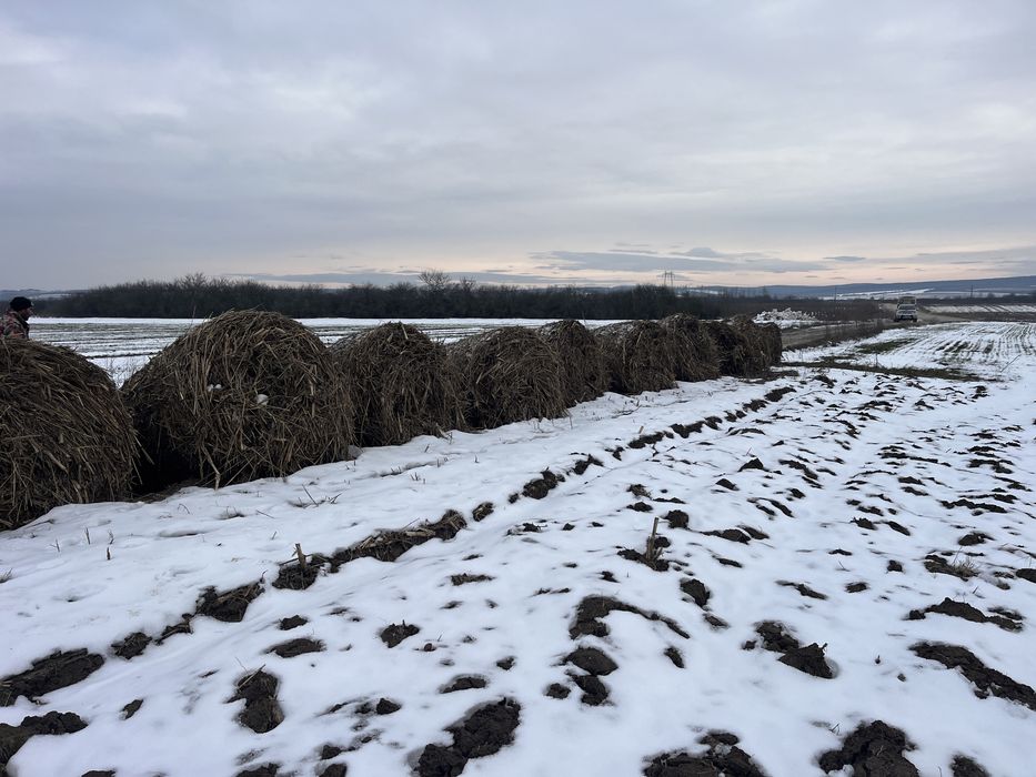 Balot tulei cu iarba de sudan