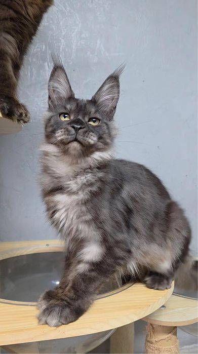 Мейн-куны- котята