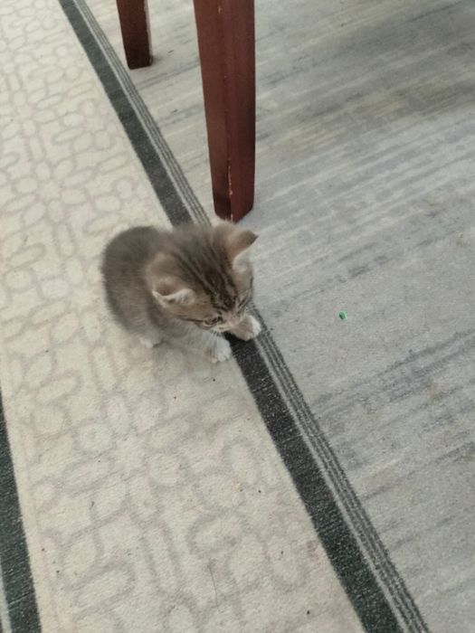отдаем котенка бесплатно в добрые руки