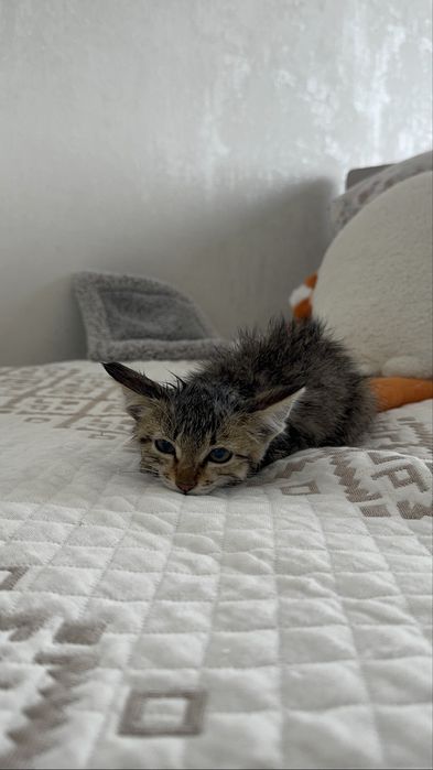 котенок девочка около месяца
