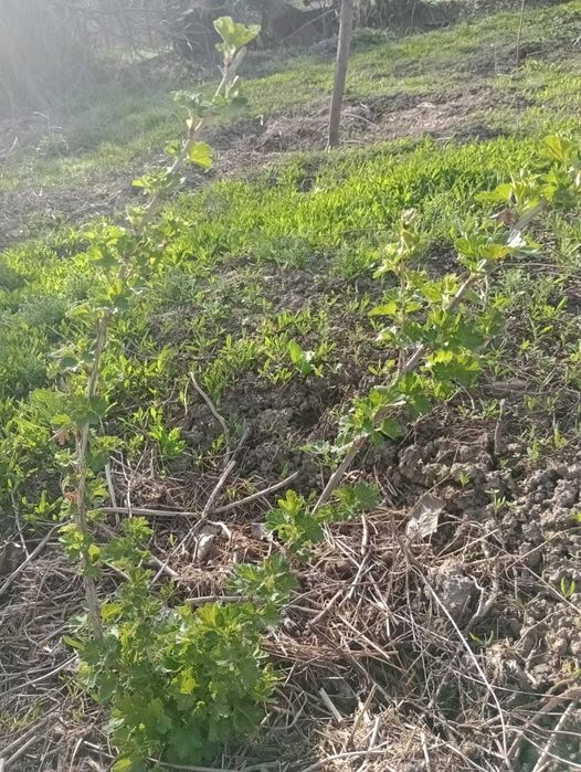 Бесшипый крыжовник