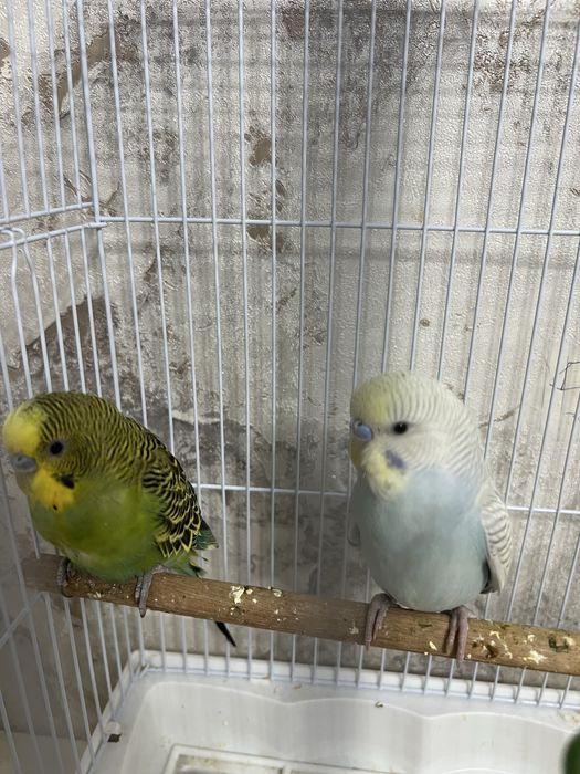 Волнистые попугаи