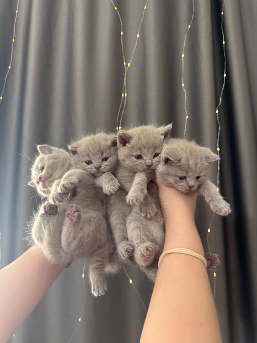 Лиловые британские малыши!