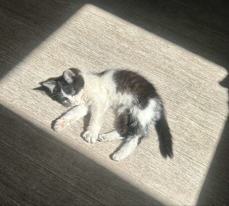 Отдам в хорошие руки котенка