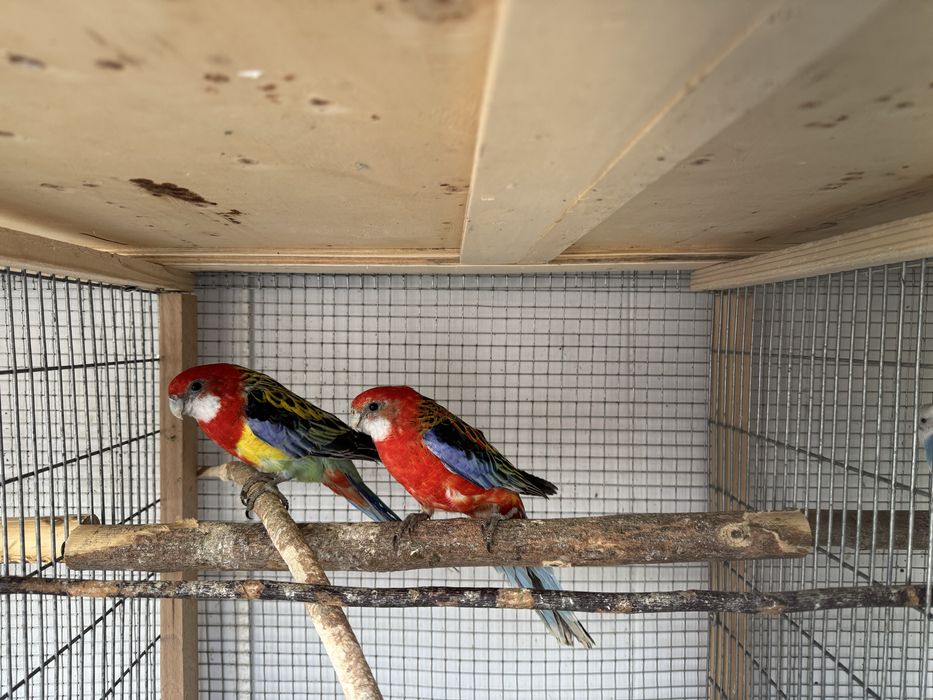 Vand papagali perusi, nimfe, rosella, agapornis, kakariki si zebre