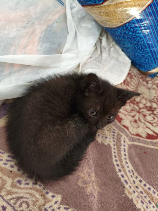 Котята в хорошие руки