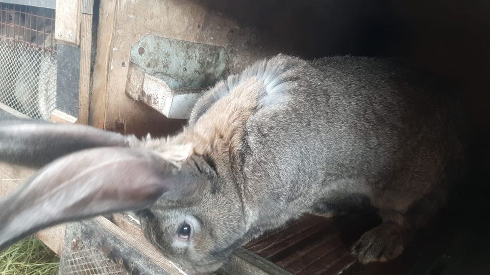 Продаю кроликов, самок и самцов