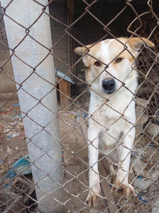 Отдам собаку в хорошие руки, бесплатно