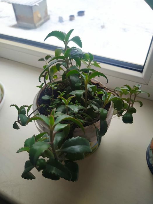 Цветы комнатные продам