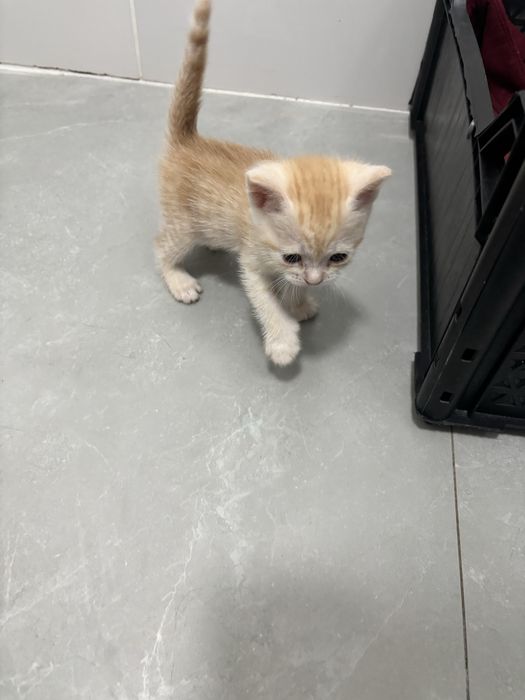 Отдам котят ( девочки)