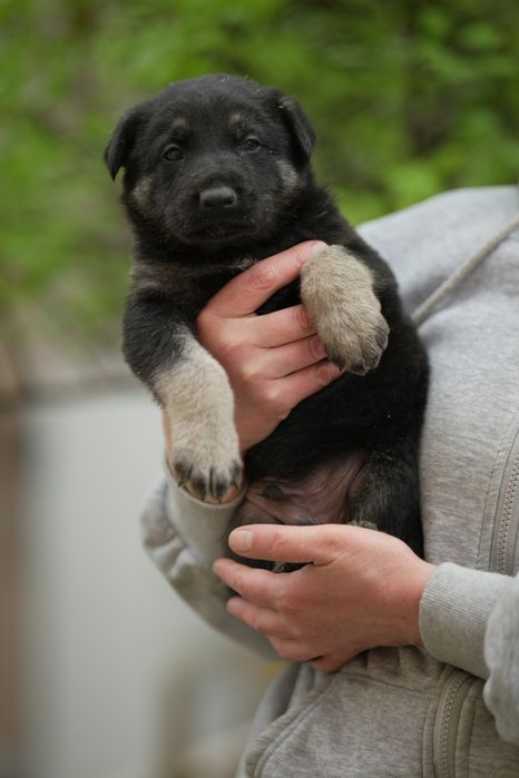 Восточно Европейская Овчарка