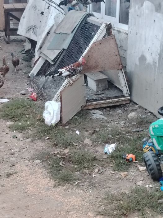 Vând cocoși pitici