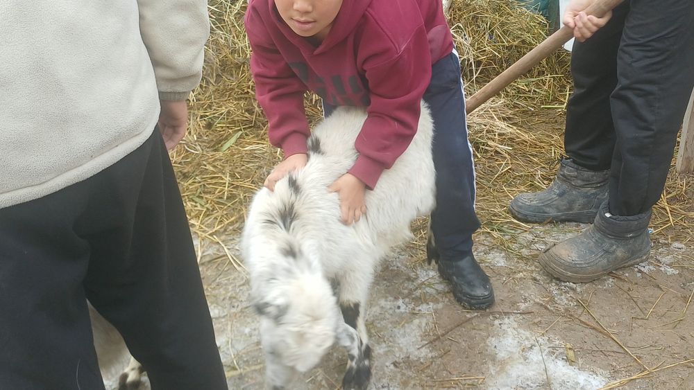 Продам срочно сатамын