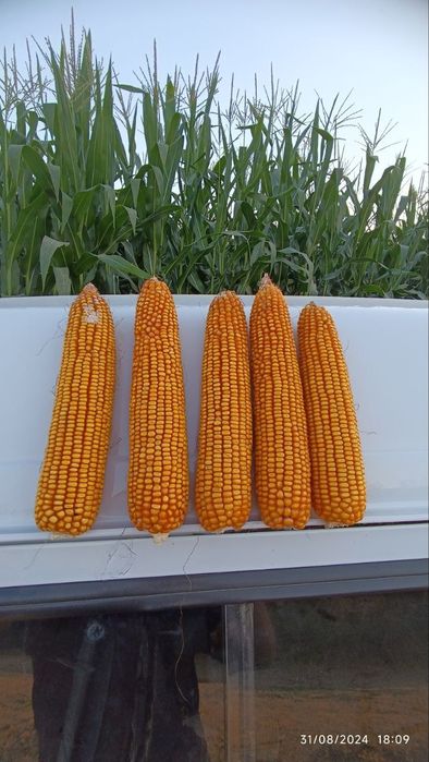 Маккажухори уруғлари (Семена кукуруза) ФИТО