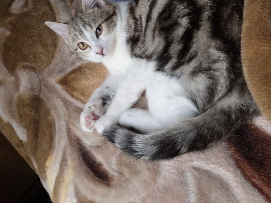 Пристраивается в добрые руки