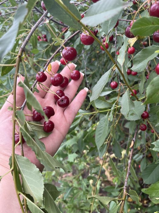 Продам вишню Доставка
