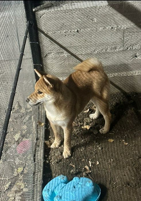 Продам малышку сиба-ину