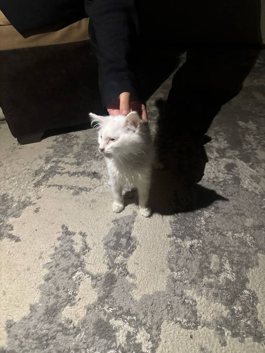 Кошка и котенок в добрые ручки