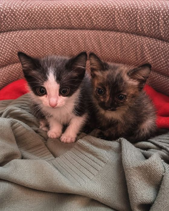 Отдам котят в добрые руки