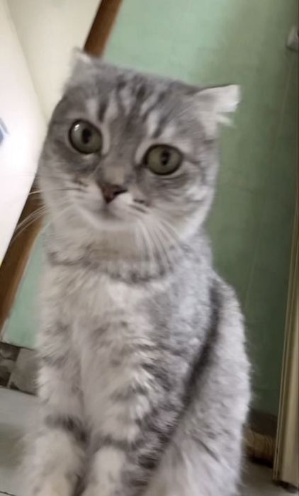 Отдам кошку девочку в добрые руки