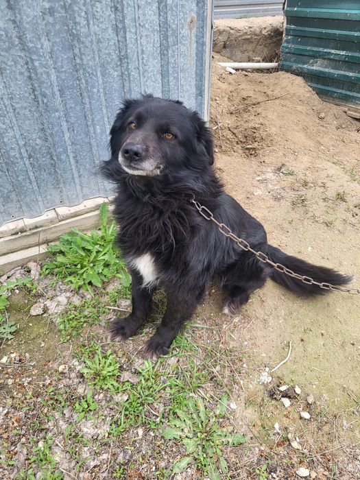 Защитник "Черный"