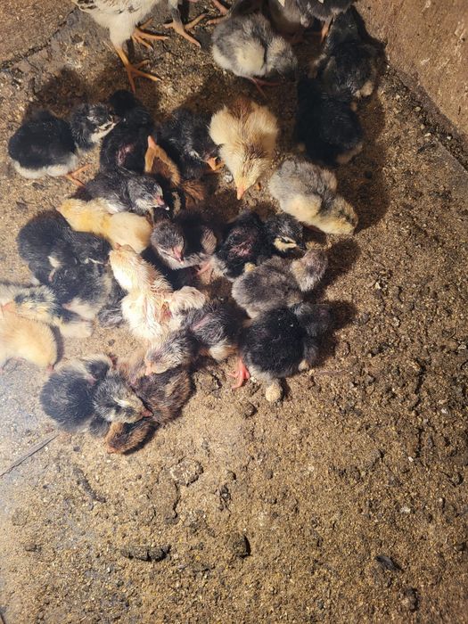 Сатамын дакан шожелер 2500 суточный