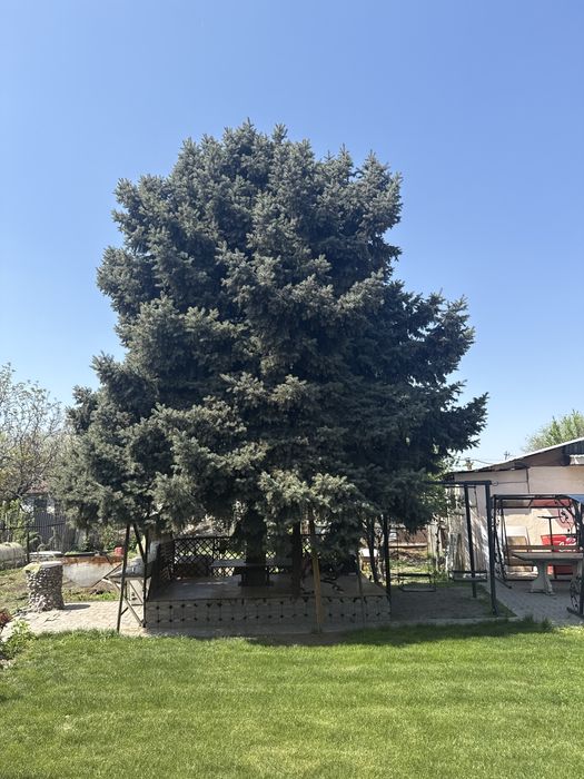 Продам Елку под тачпан