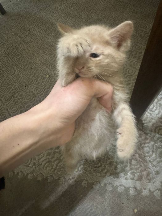 Кошки бесплатно в хорошие руки