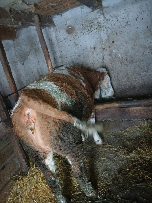 Vând junincă baltata