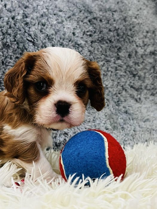 Щеночки кавалер кинг чарльз спаниель