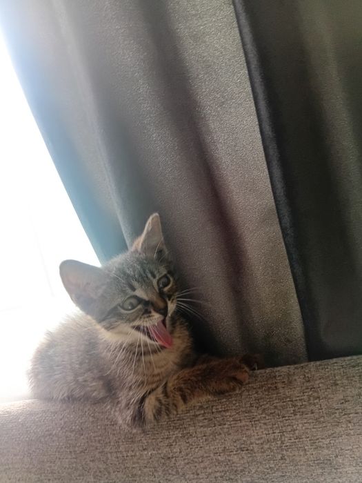 Отдам котёнка,  мальчик