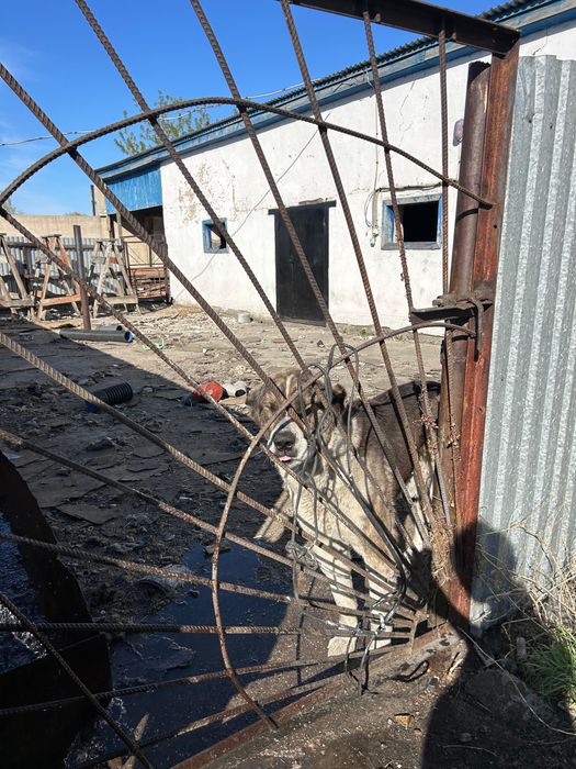 Алабай отдаем в добрые руки