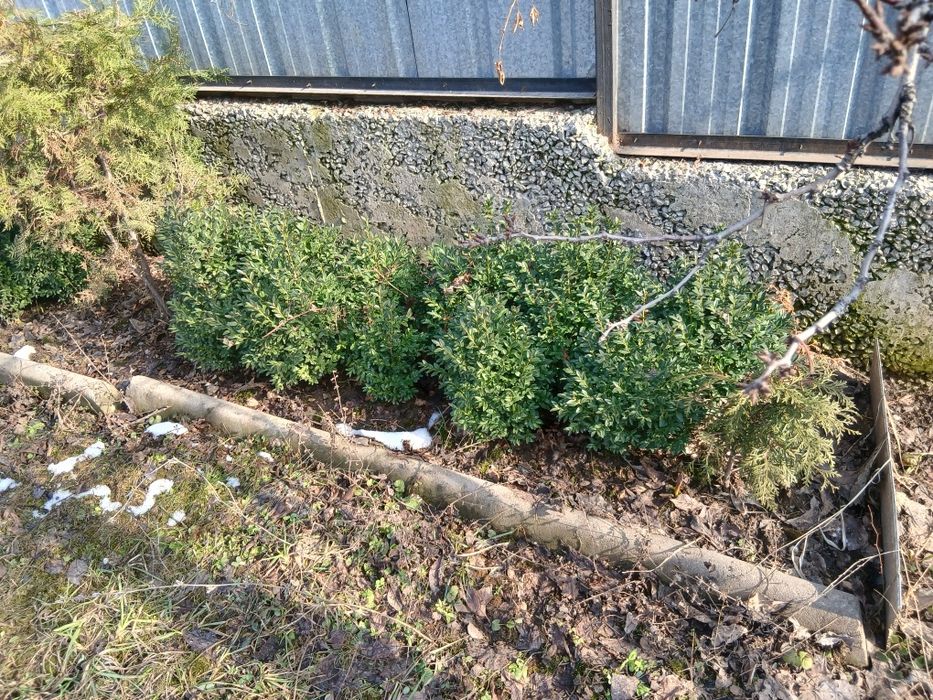 Самшит на продажу