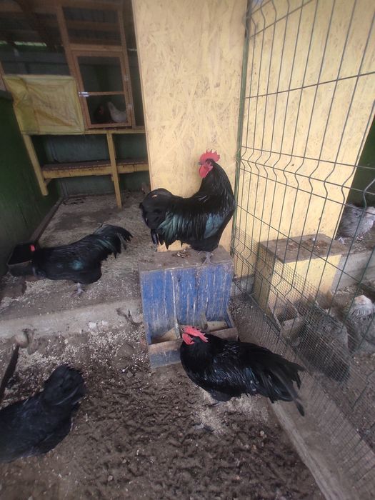 Australorp negru